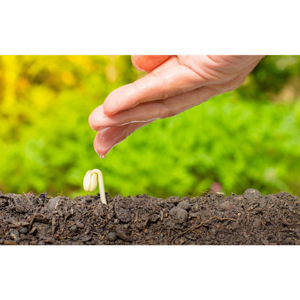 Open hand dropping a single droplet of water, nurturing a tiny sprout of a plant to represent compassionate listening at Still Lake Listening